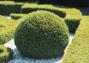 European box، boxwood، شومشاد، شیشار، شوشار ،شمشاد خزری